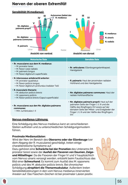 Sensible Innervation Hand