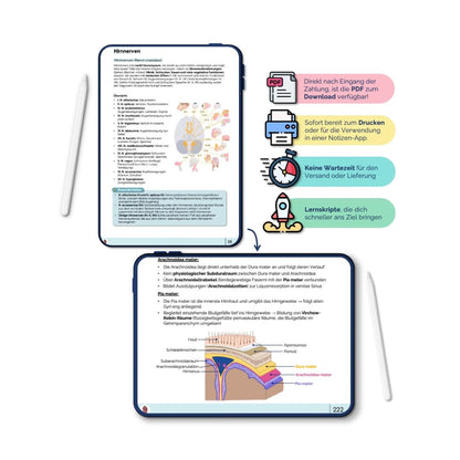 Neuroanatomie_Anatomie_Skript