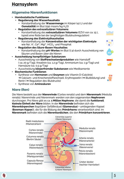 Anatomie-Skript - Becken- und Geschlechtsorgane