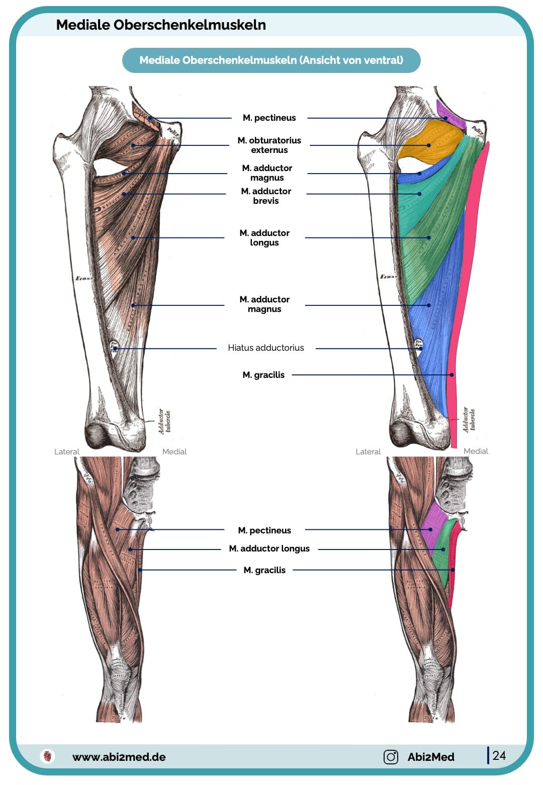 Muskeln (Anatomie) - Lernkarten