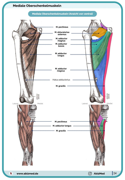 Muskeln (Anatomie) - Lernkarten