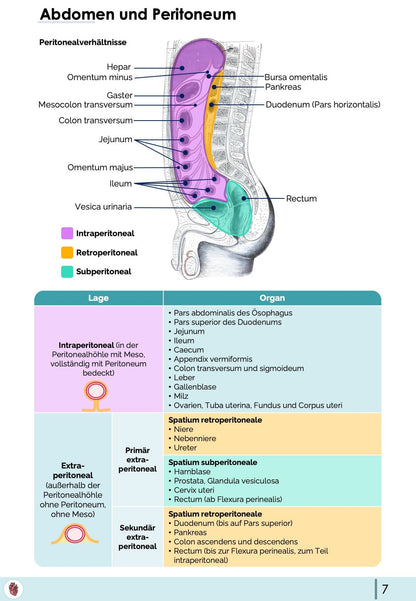 Peritonealverhaeltnisse