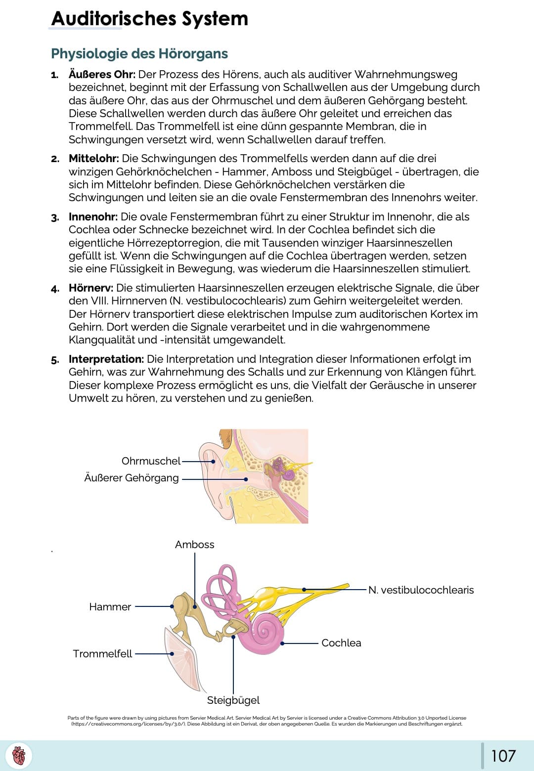 Auditorisches System