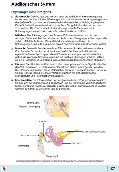 Auditorisches System