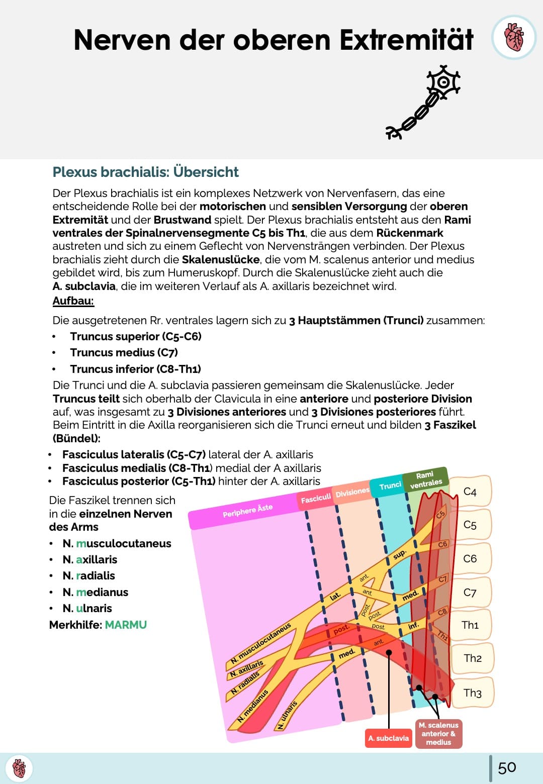 Anatomie Plexus brachialis