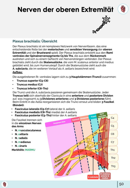 Anatomie Plexus brachialis