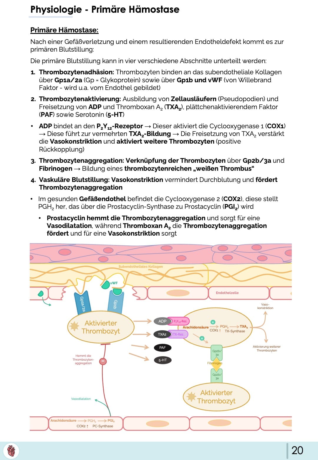 PrimaereHaemostase