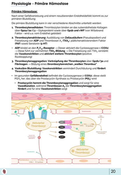 PrimaereHaemostase