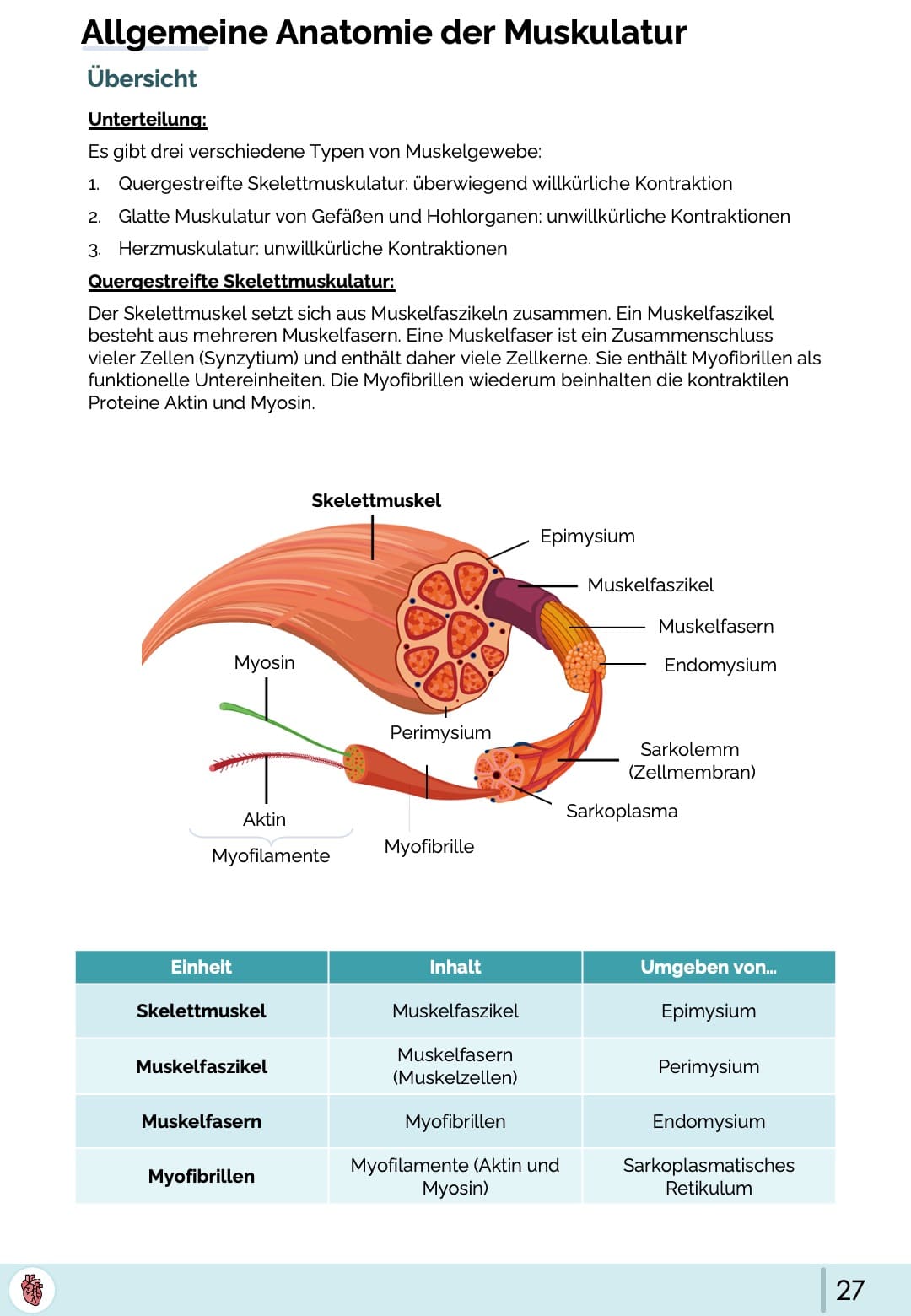 Quergestreife Muskulatur