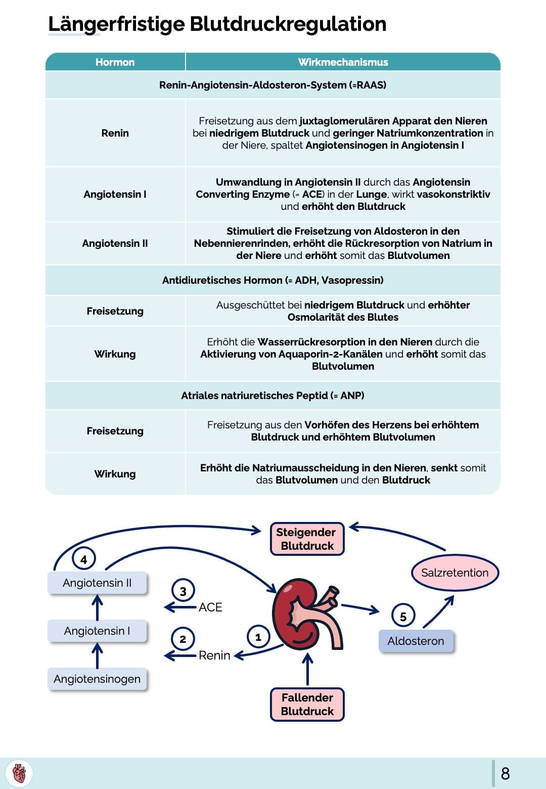 Renin-Angiotensin-System (RAAS)