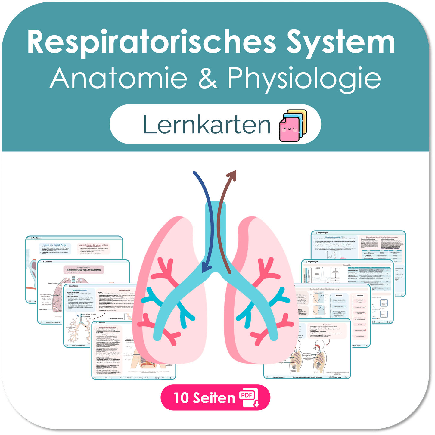 Respiratorisches System (Anatomie & Physiologie) - Lernkarten