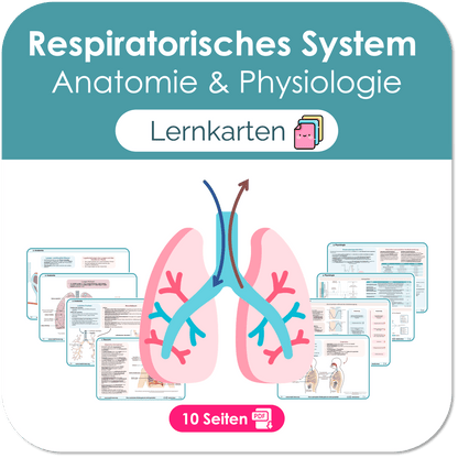 Respiratorisches System (Anatomie & Physiologie) - Lernkarten