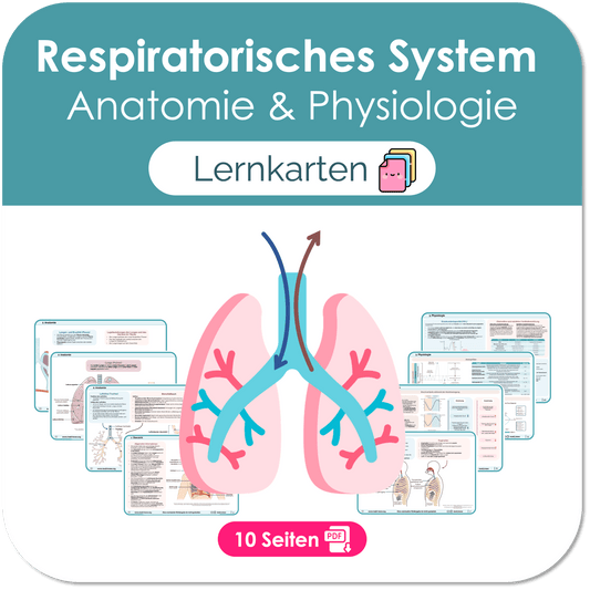 Respiratorisches System (Anatomie & Physiologie) - Lernkarten