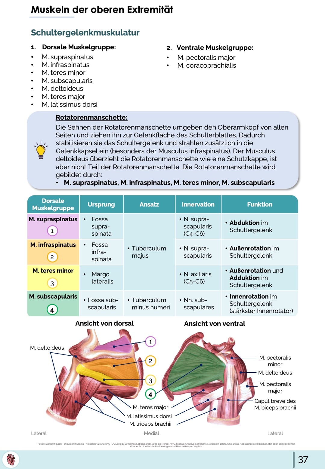 Anatomie-Skript - Allgemeine Anatomie und Bewegungsapparat