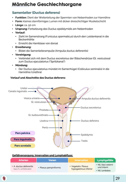 Anatomie-Paket (30% off)