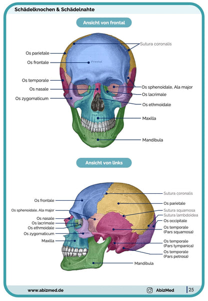 Knochen (Anatomie) - Lernkarten