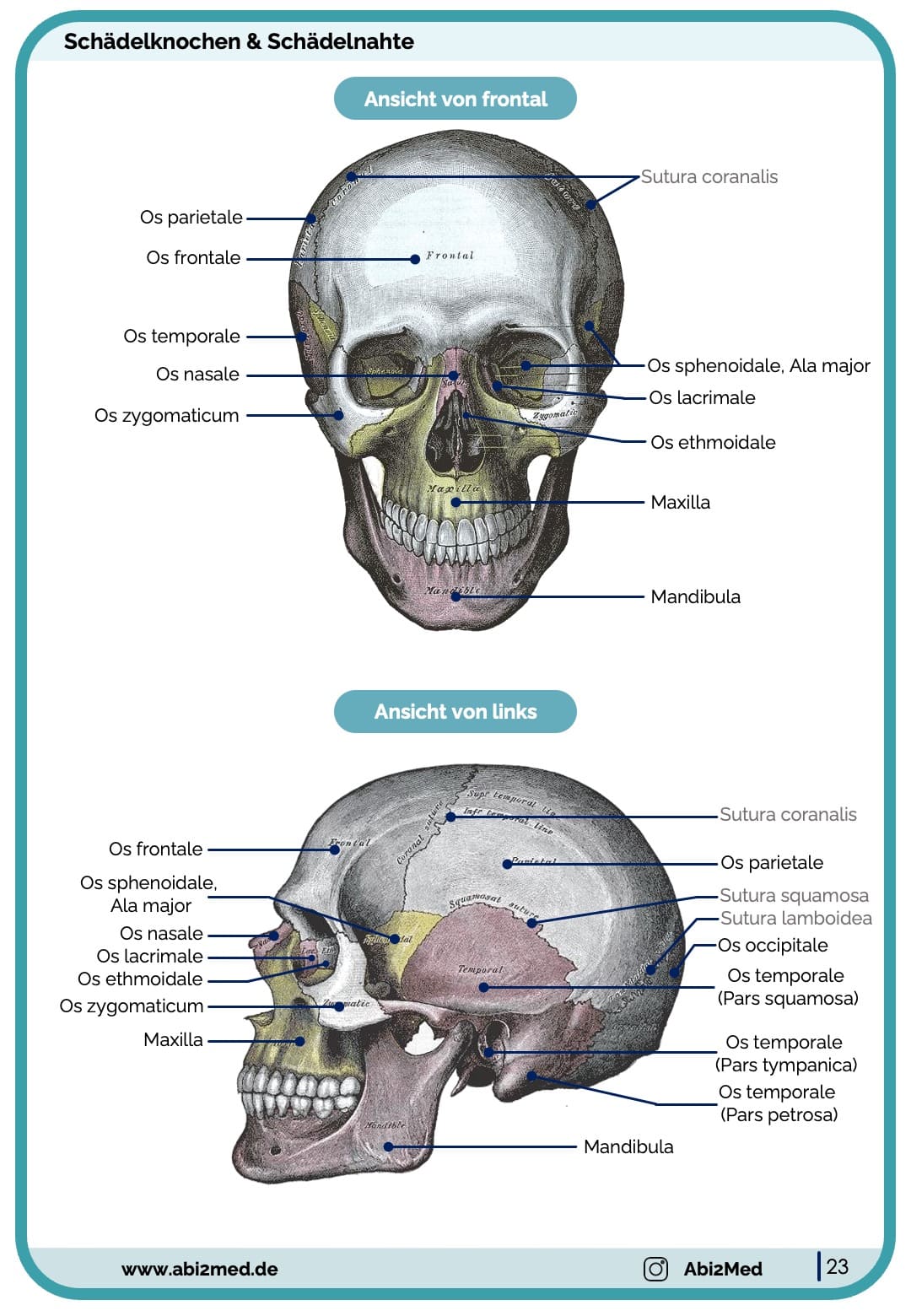 Schädel anatomie