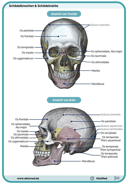 Schädel anatomie