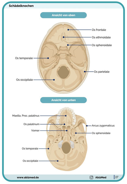 Knochen (Anatomie) - Lernkarten