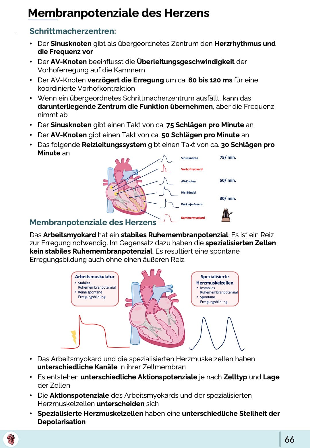 SchrittmacherzentrenHerz