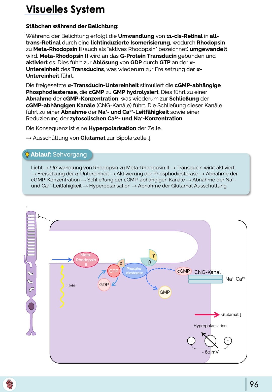 Visuelles System