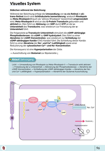 Visuelles System