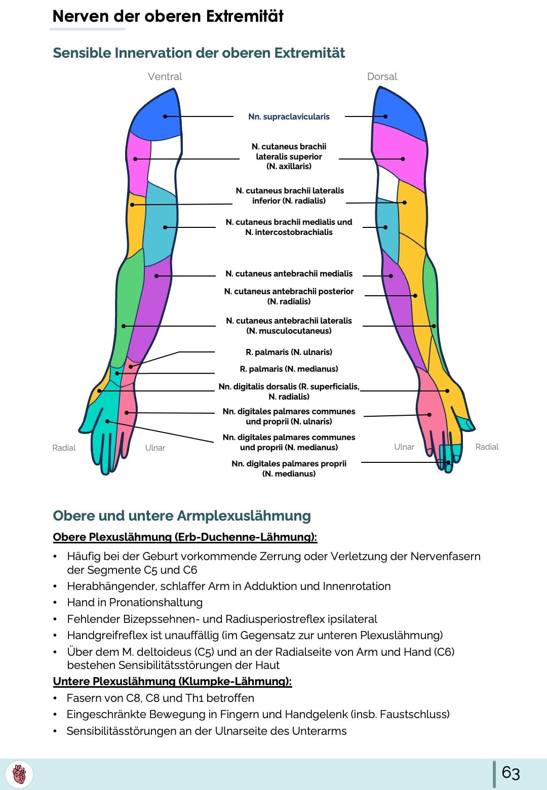 Sensible Innervation obere Extremität