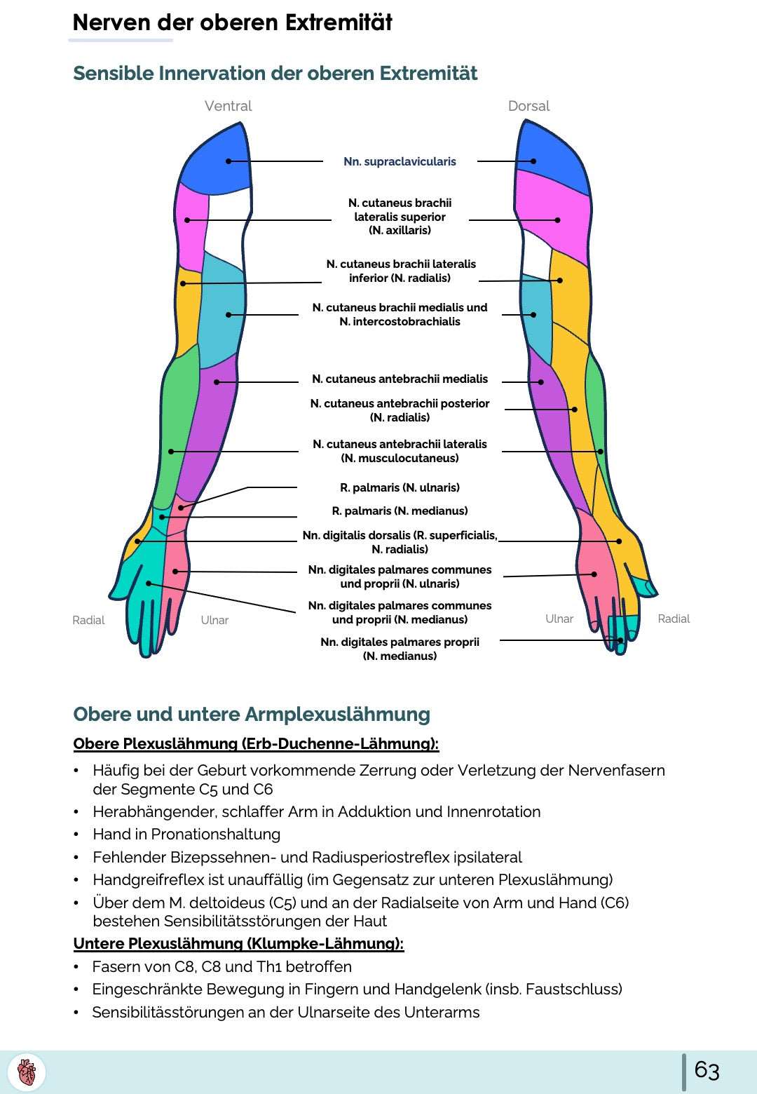 Sensible Innervation