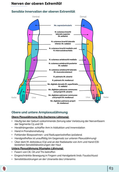 Sensible Innervation