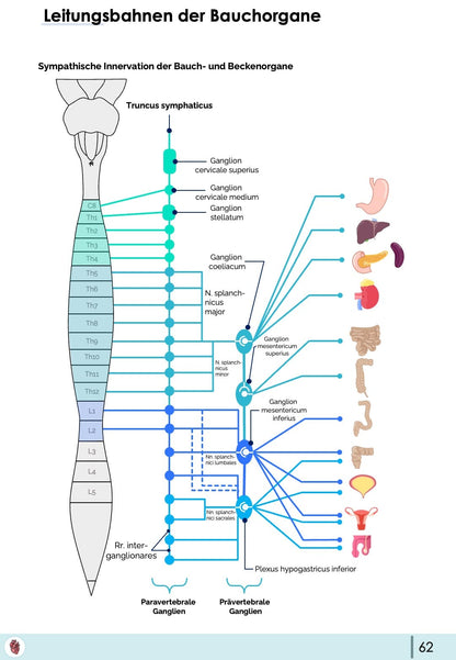 Anatomie-Paket (30% off)