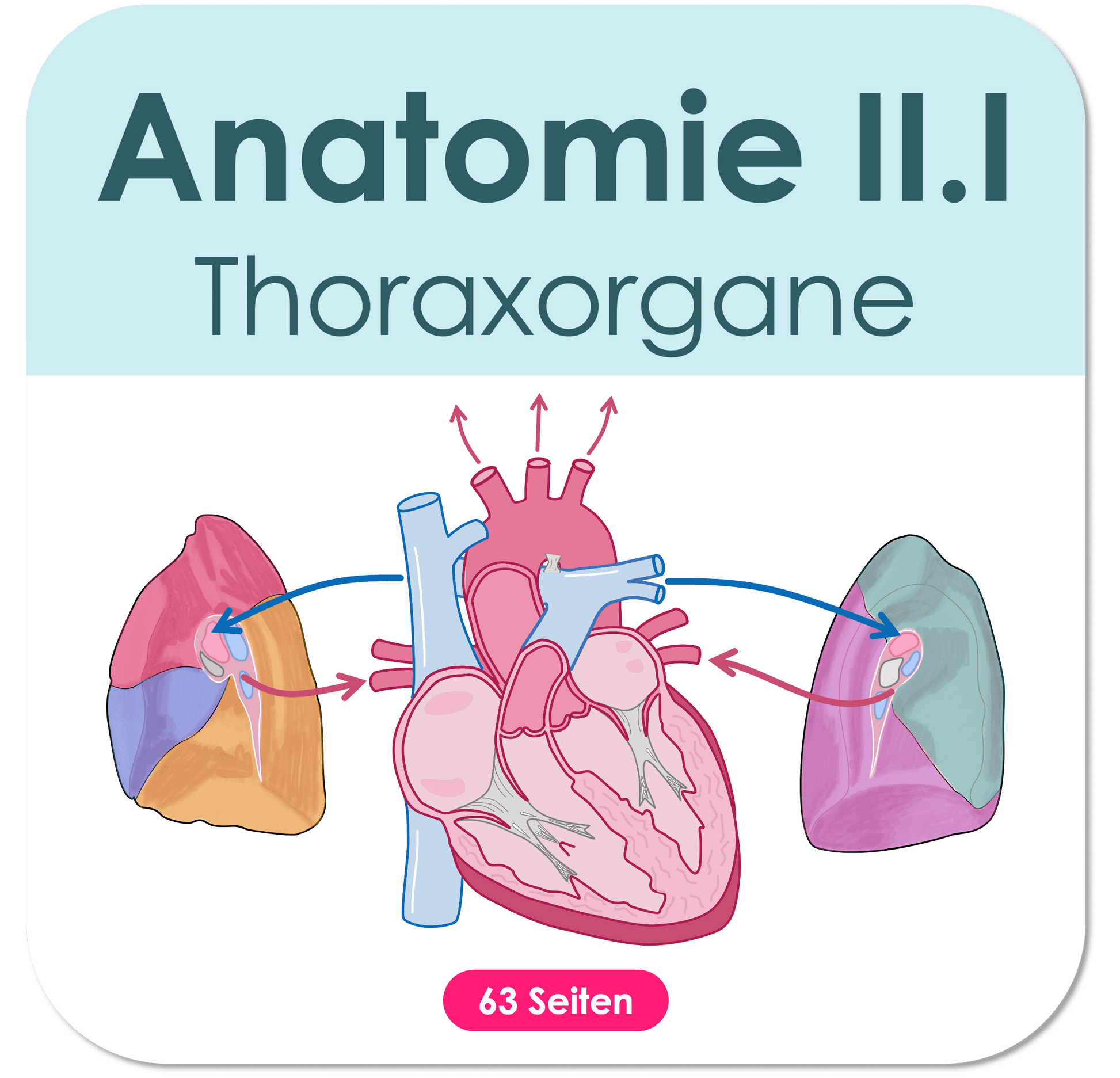 Thoraxorgane