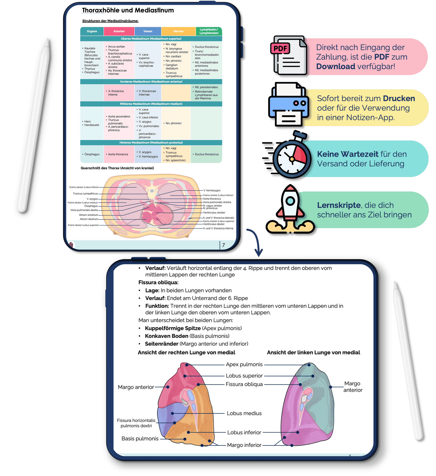 Anatomie Skript