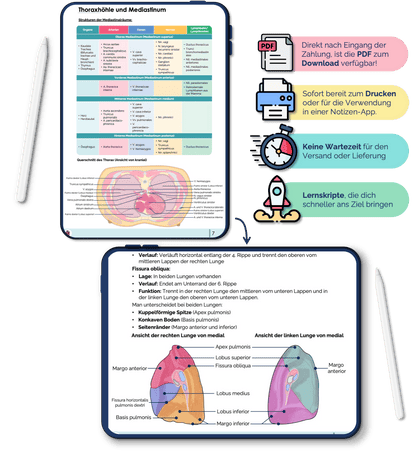 Anatomie Skript