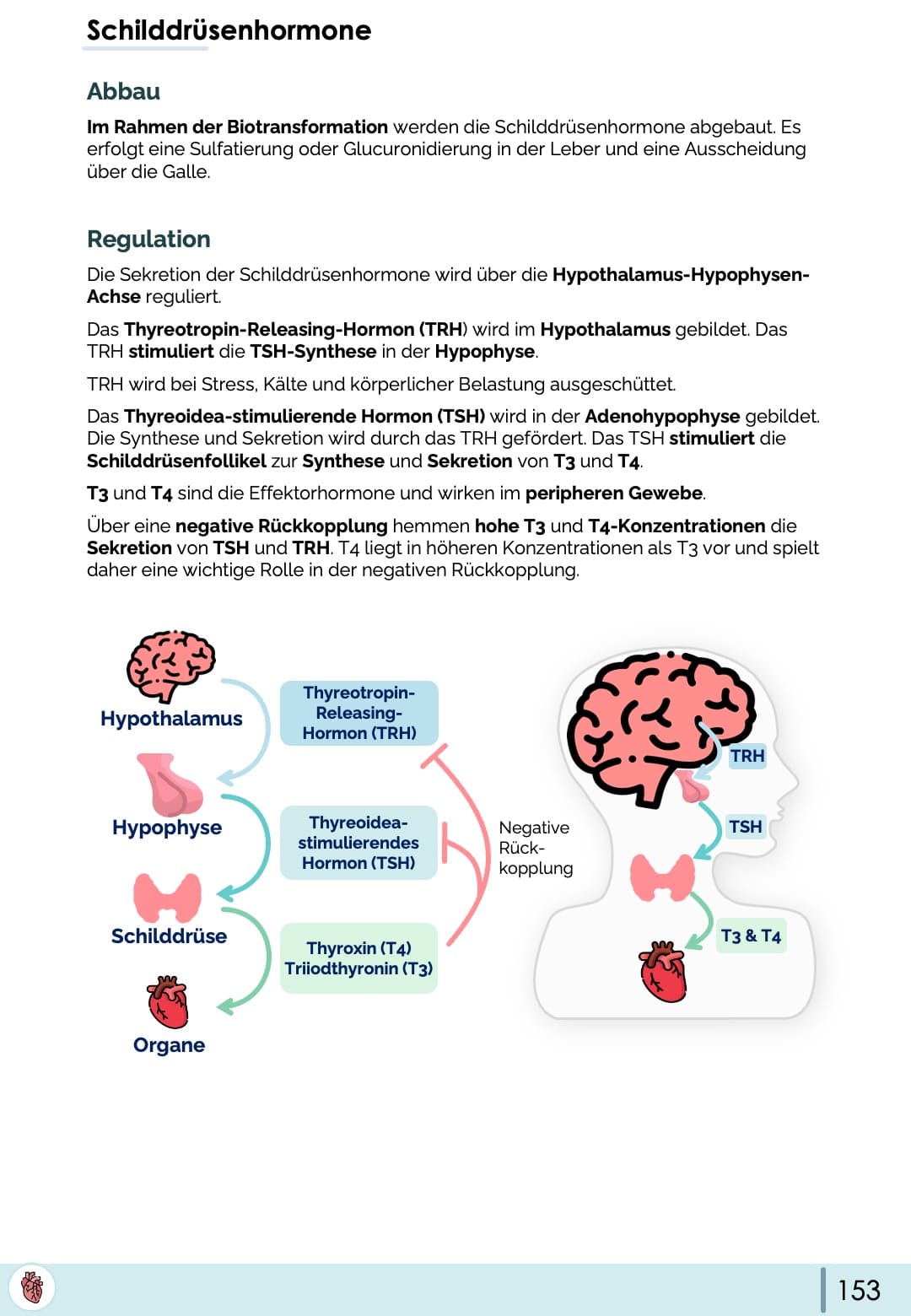 Hormone der Schilddrüse