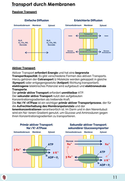 Biologie-Skript