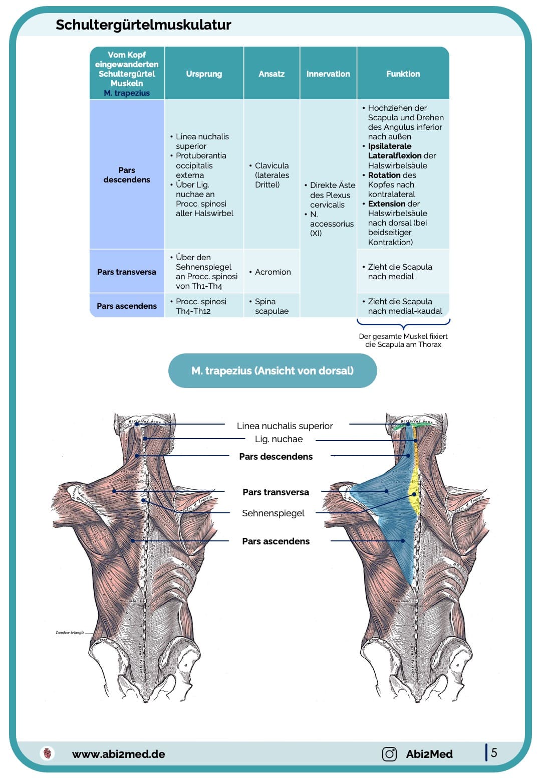 Muskeln (Anatomie) - Lernkarten