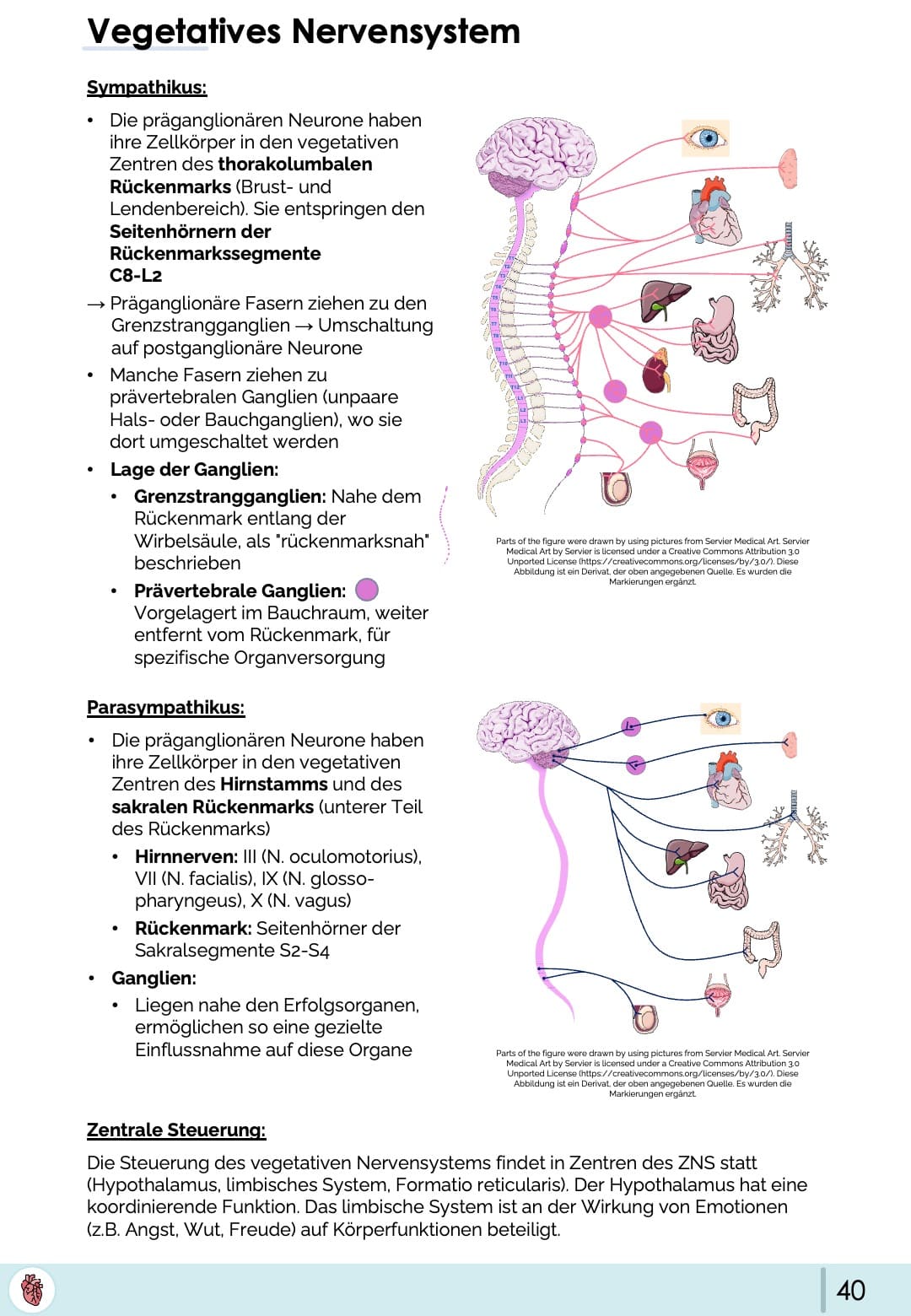 Vegetatives Nervensystem