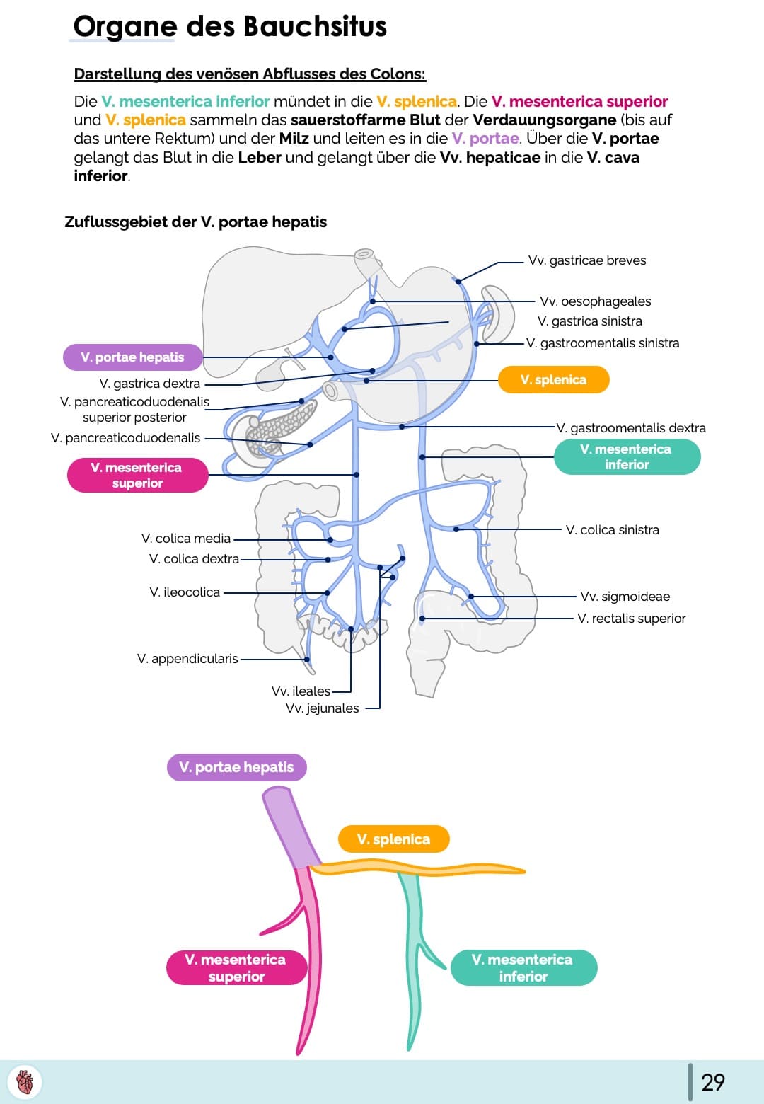 Vena Portae hepatis