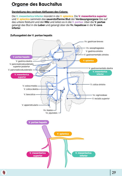 Vena Portae hepatis