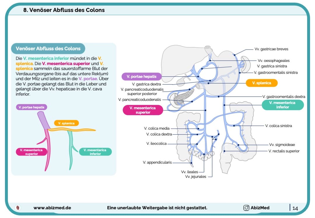 Vena portae anatomie