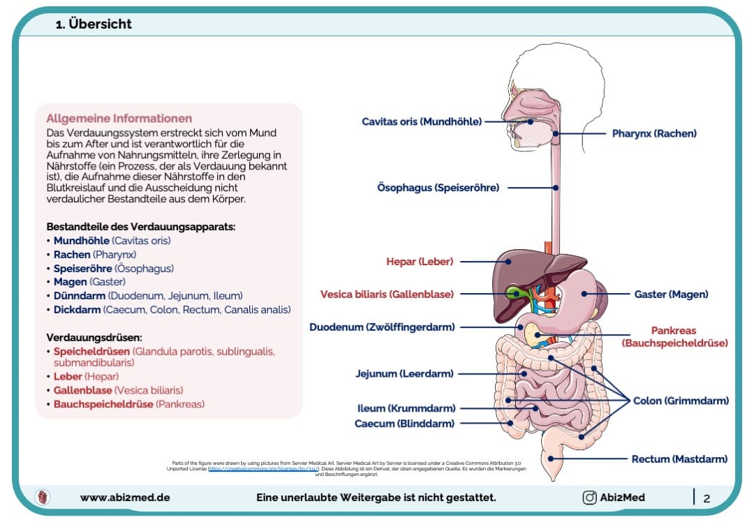 Lernkarten Verdauungstrakt (Anatomie) Abi2Med