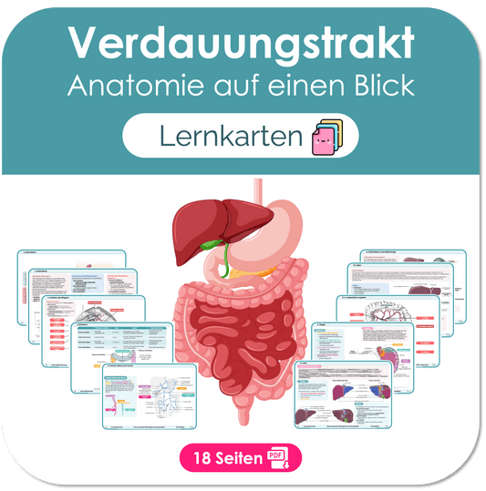 Verdauungstrakt Anatomie