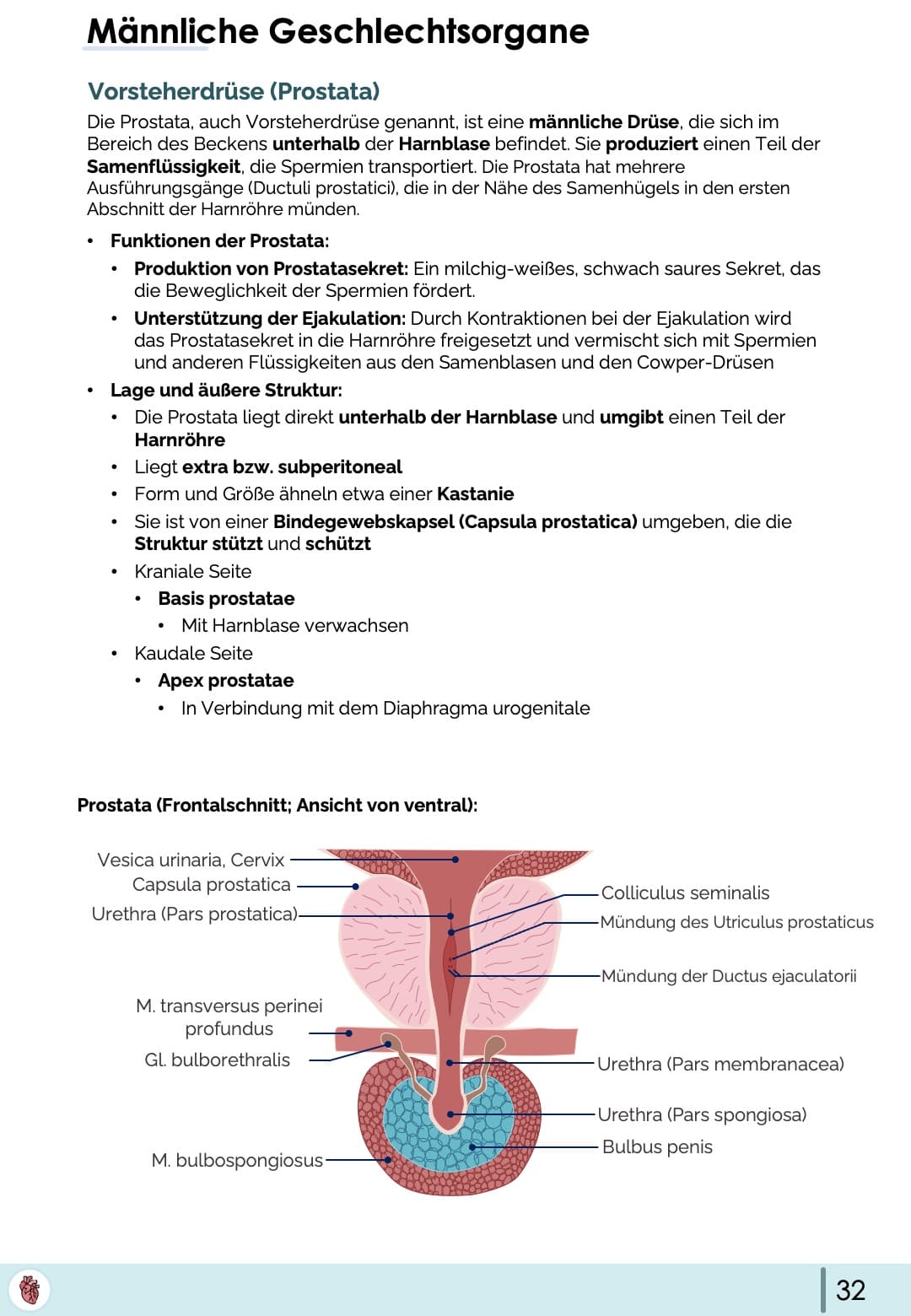 Anatomie-Skript - Becken- und Geschlechtsorgane