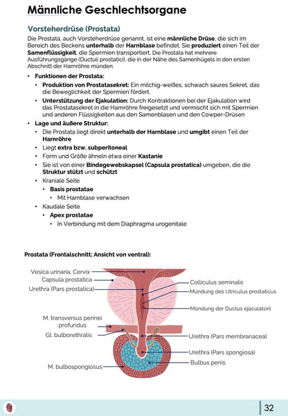 Anatomie-Skript - Becken- und Geschlechtsorgane