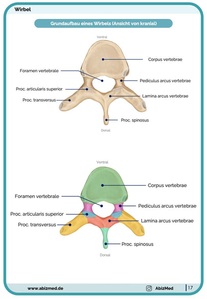 Knochen (Anatomie) - Lernkarten
