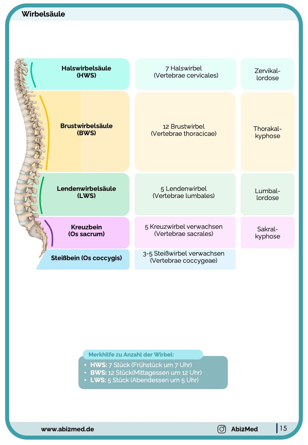 Knochen (Anatomie) - Lernkarten