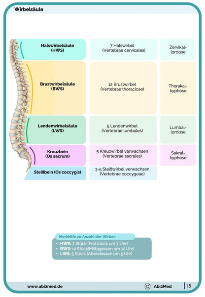 Knochen (Anatomie) - Lernkarten