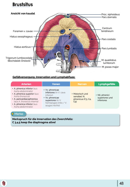 Anatomie-Skript - Thoraxorgane