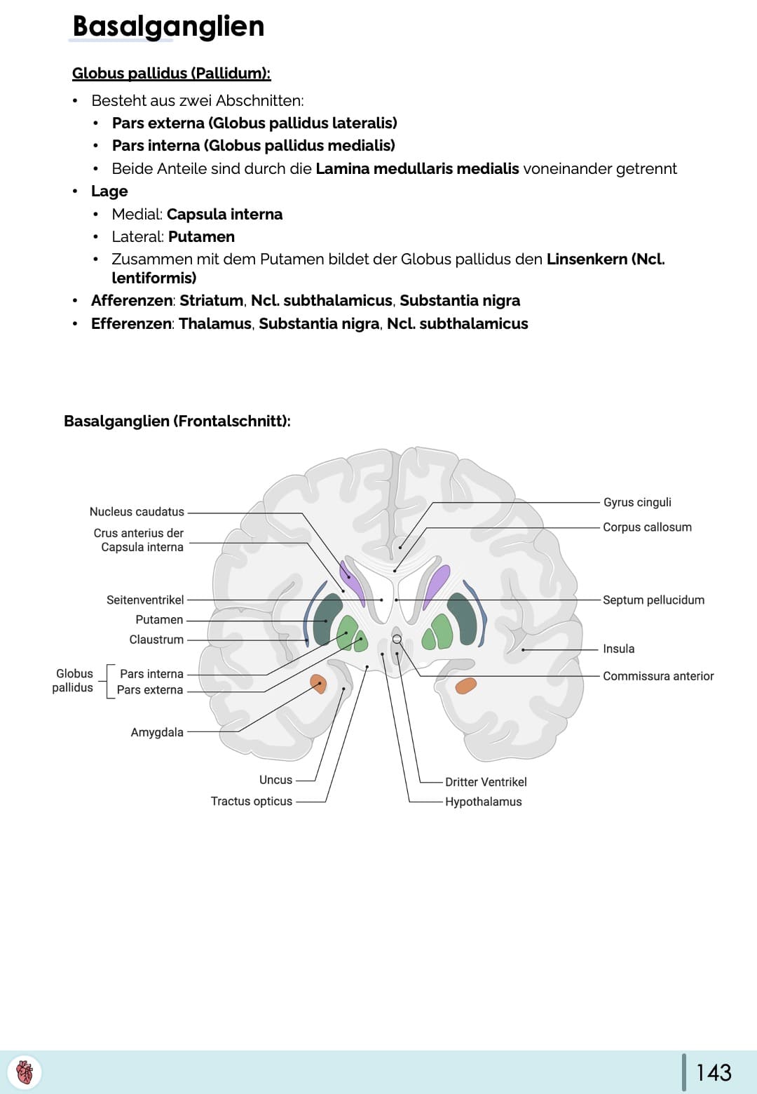 basalganglien-globus-pallidus-anatomie