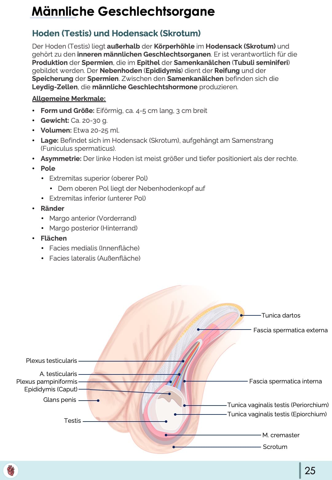 Anatomie-Skript - Becken- und Geschlechtsorgane